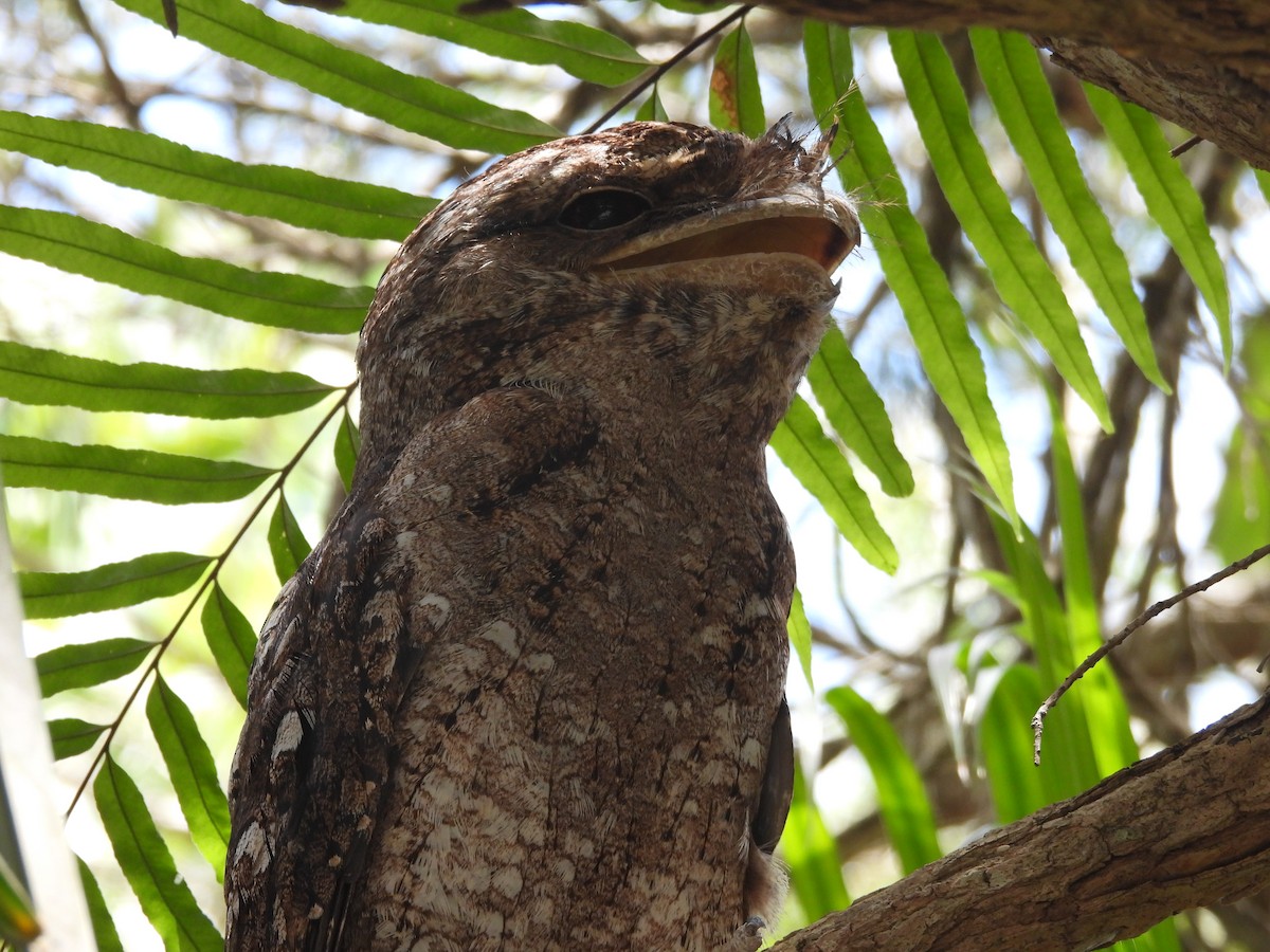 Papuan Frogmouth - ML647447320