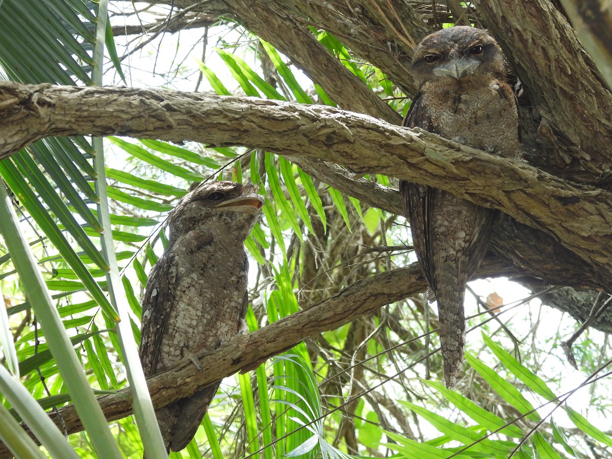 Papuan Frogmouth - ML647447321