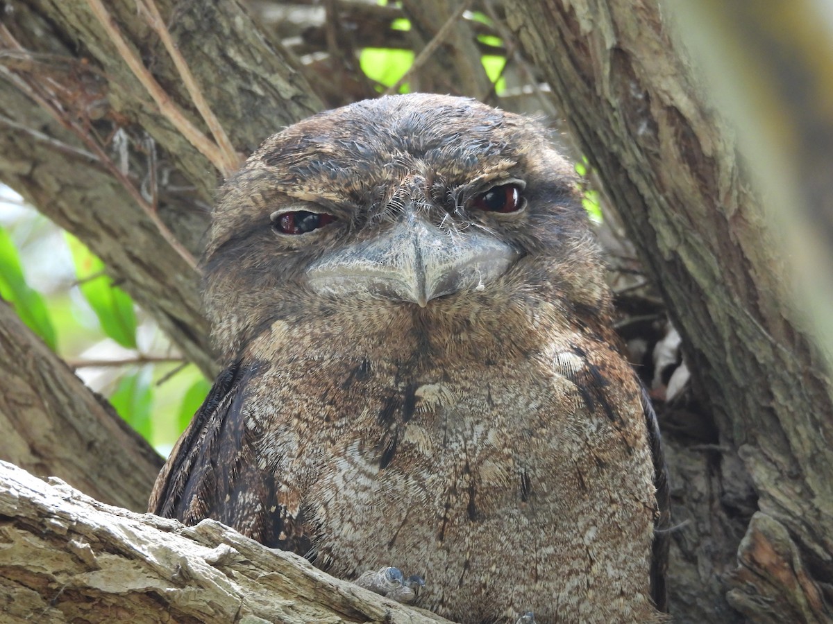 Papuan Frogmouth - ML647447323
