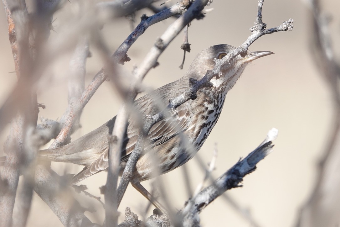 Sage Thrasher - ML647447324