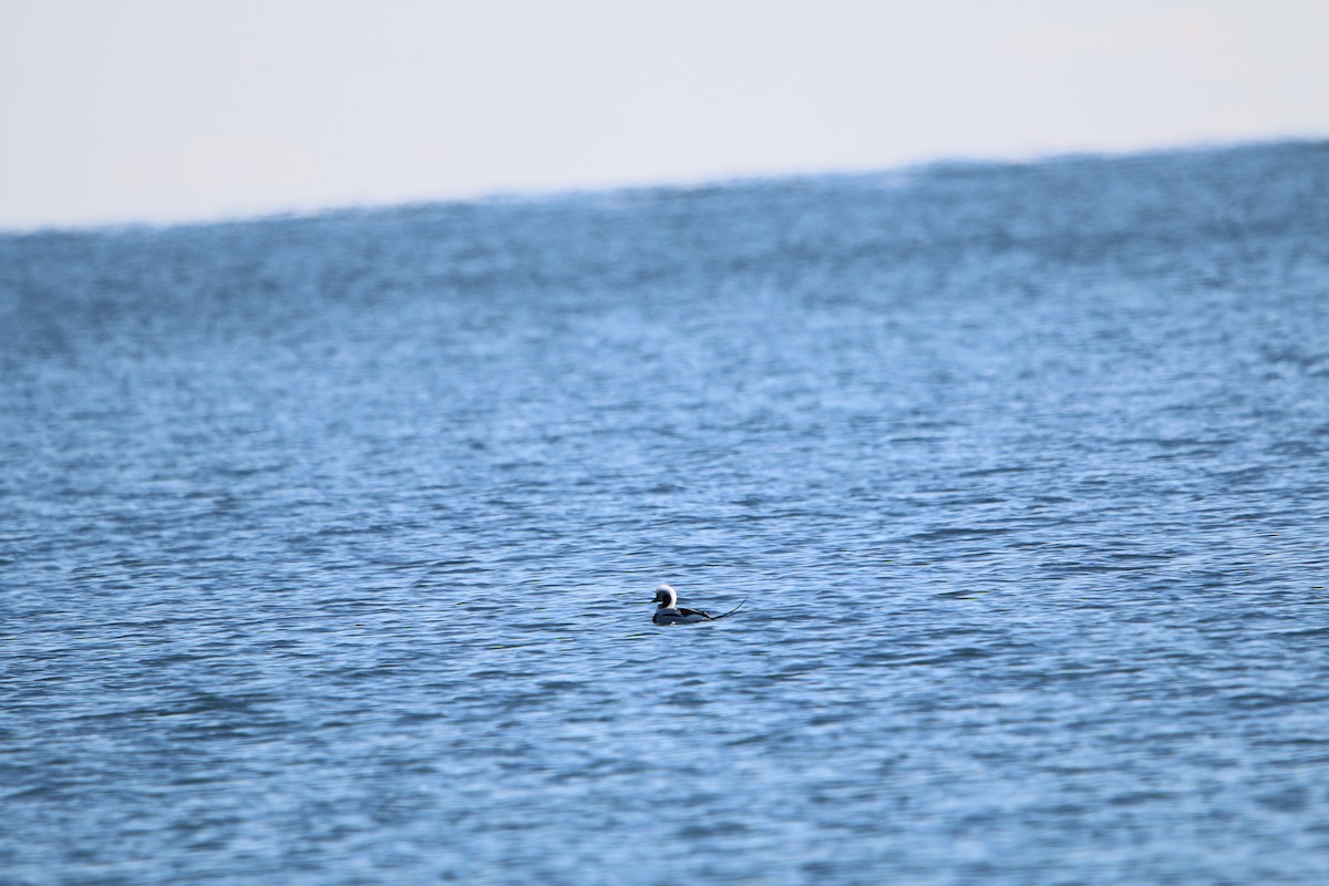 Long-tailed Duck - ML647447325