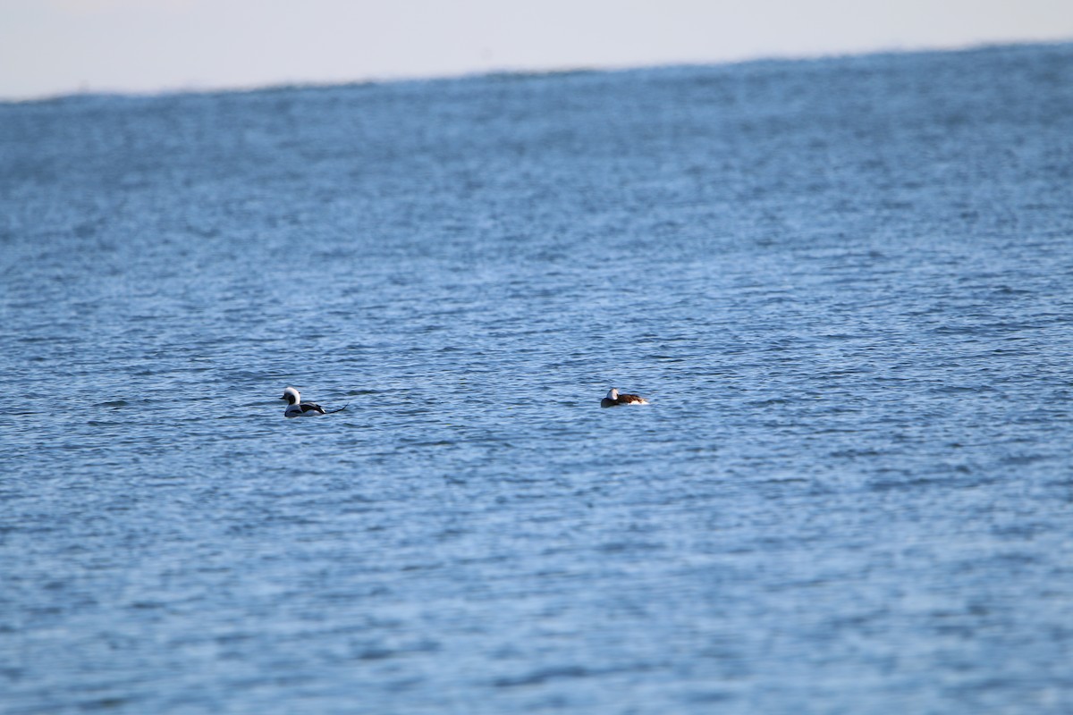 Long-tailed Duck - ML647447326