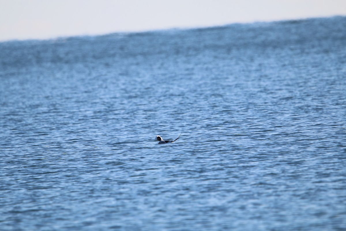 Long-tailed Duck - ML647447327