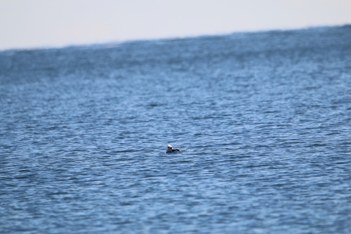 Long-tailed Duck - ML647447328