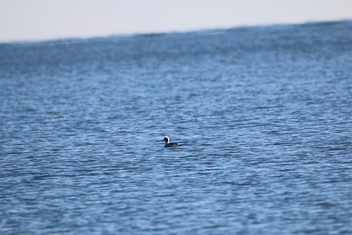 Long-tailed Duck - ML647447329
