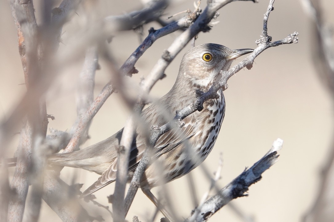 Sage Thrasher - ML647447332