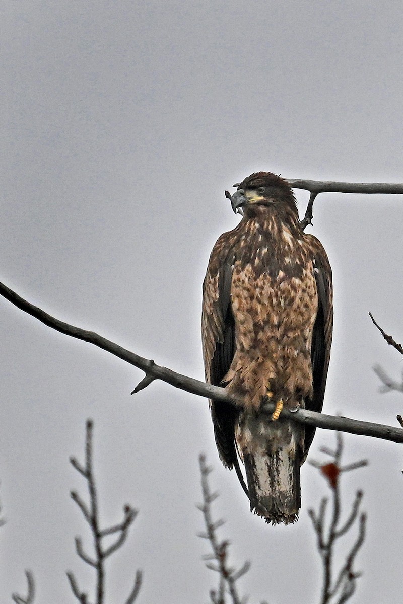 Bald Eagle - ML647447333