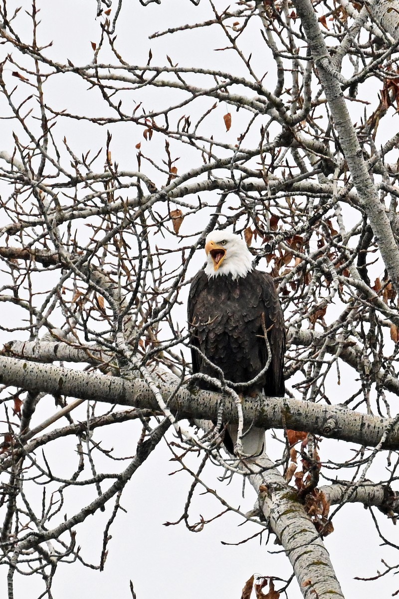 Bald Eagle - ML647447334