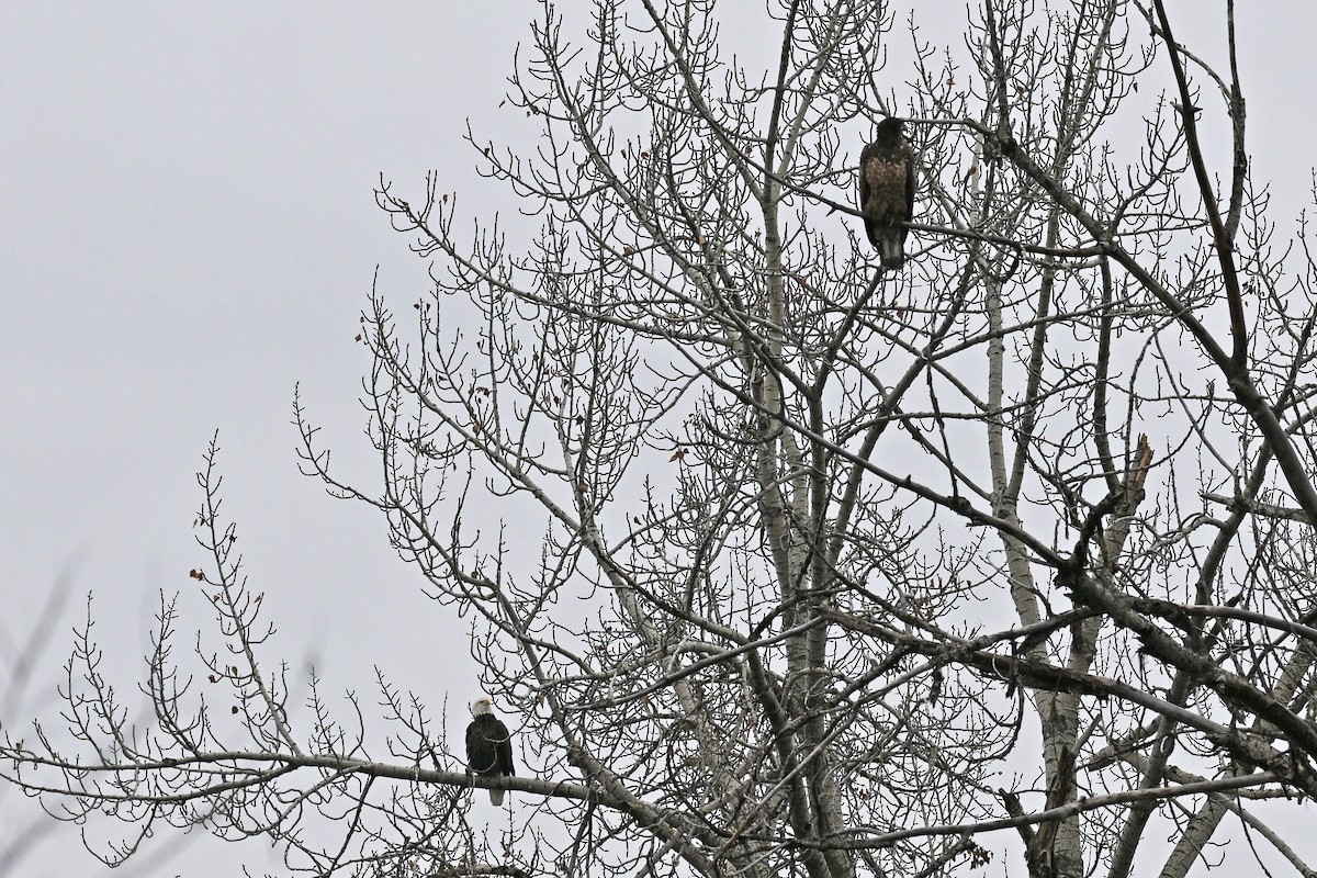 Bald Eagle - ML647447335