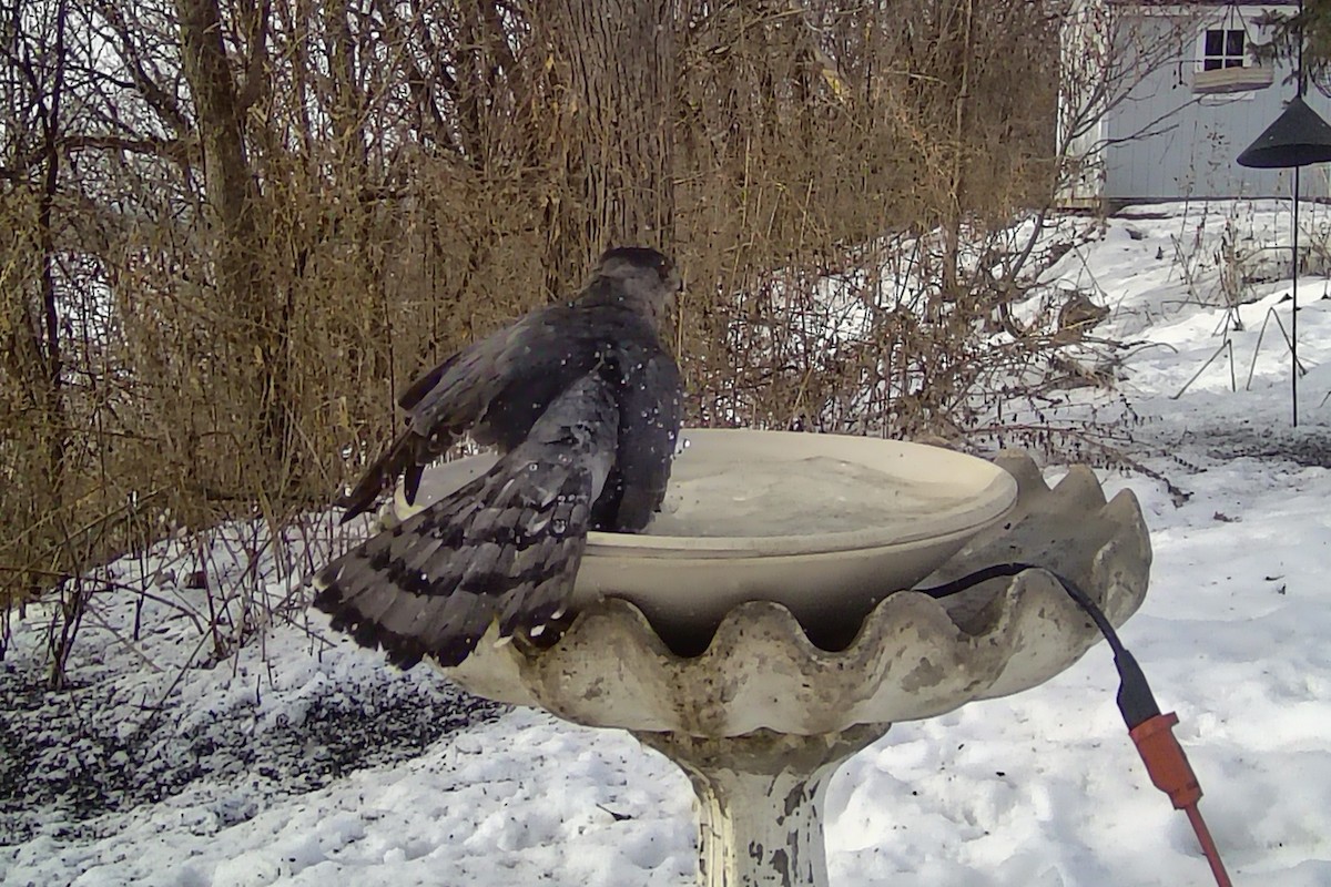 Cooper's Hawk - ML647447336
