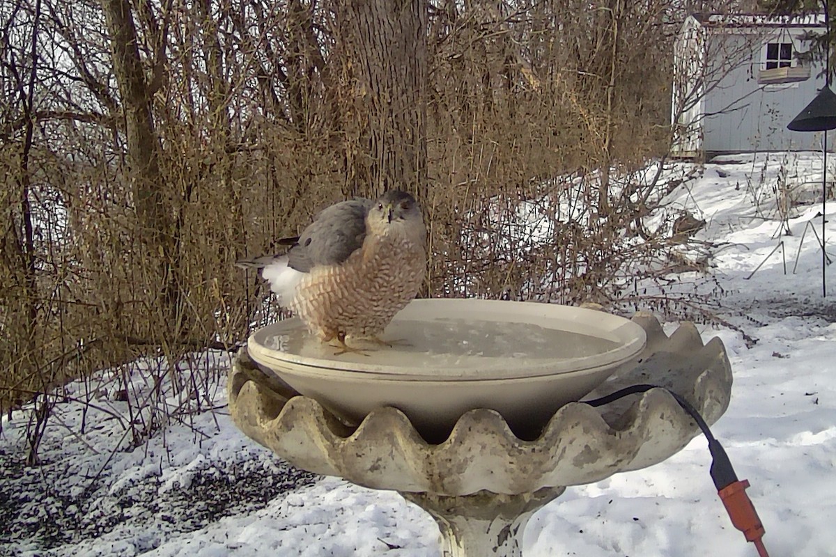 Cooper's Hawk - ML647447337
