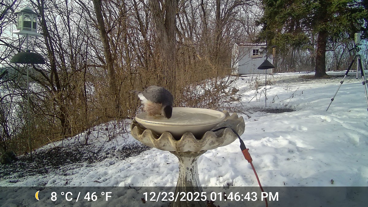 Cooper's Hawk - ML647447338