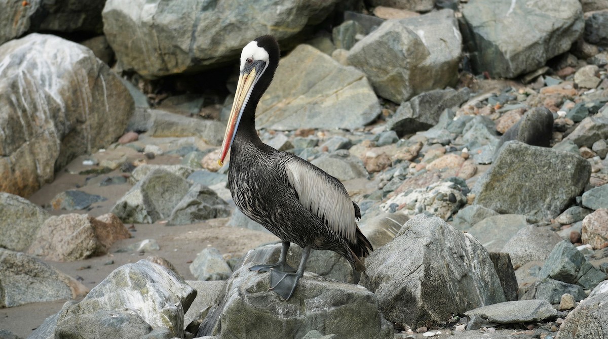 Peruvian Pelican - ML647447339