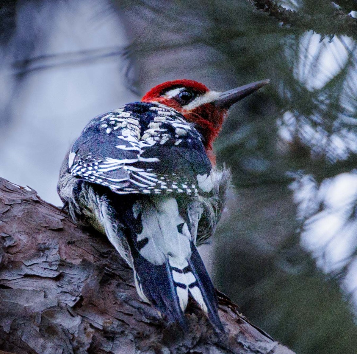 Pic à poitrine rouge - ML647447347
