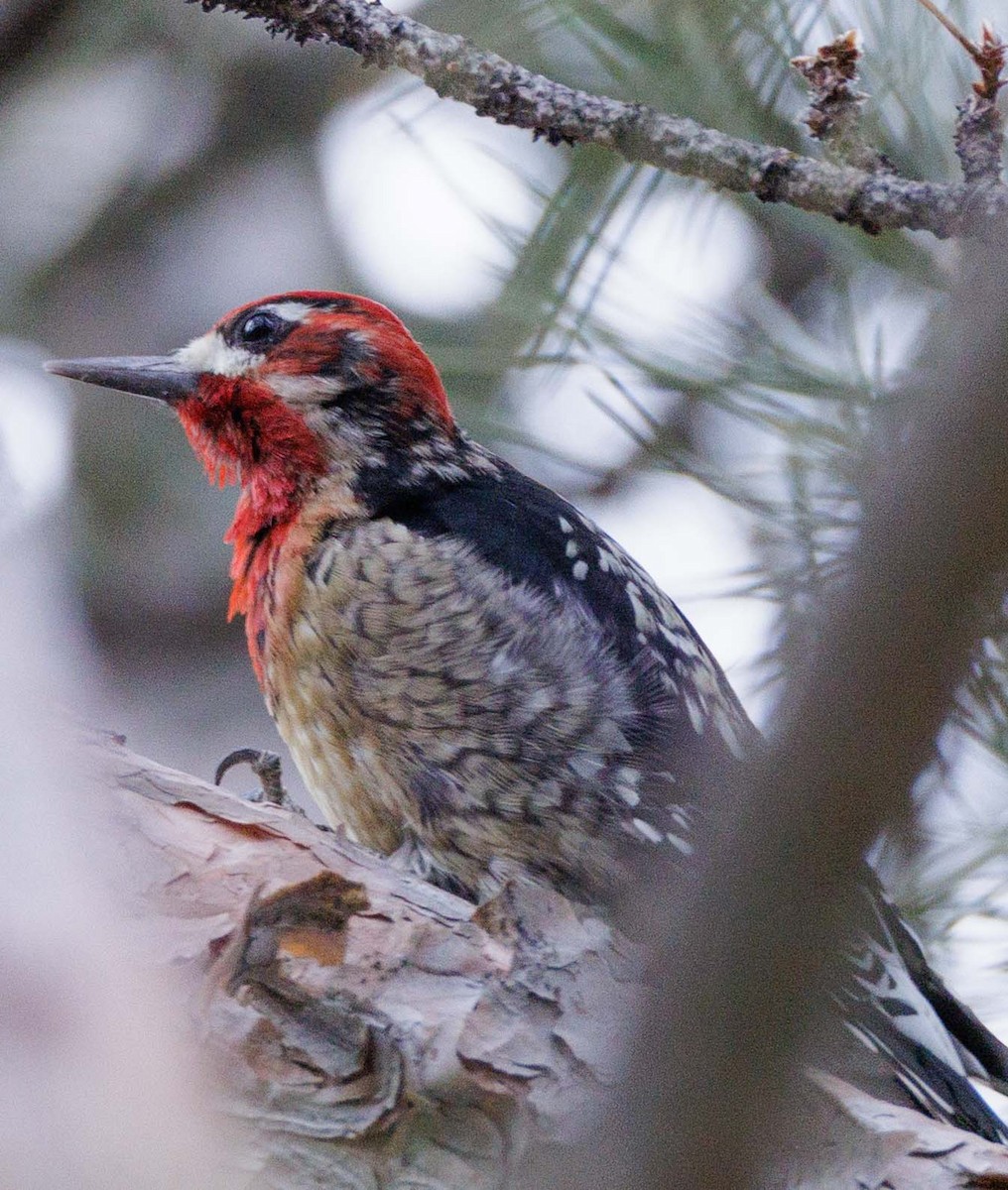 Pic à poitrine rouge - ML647447348