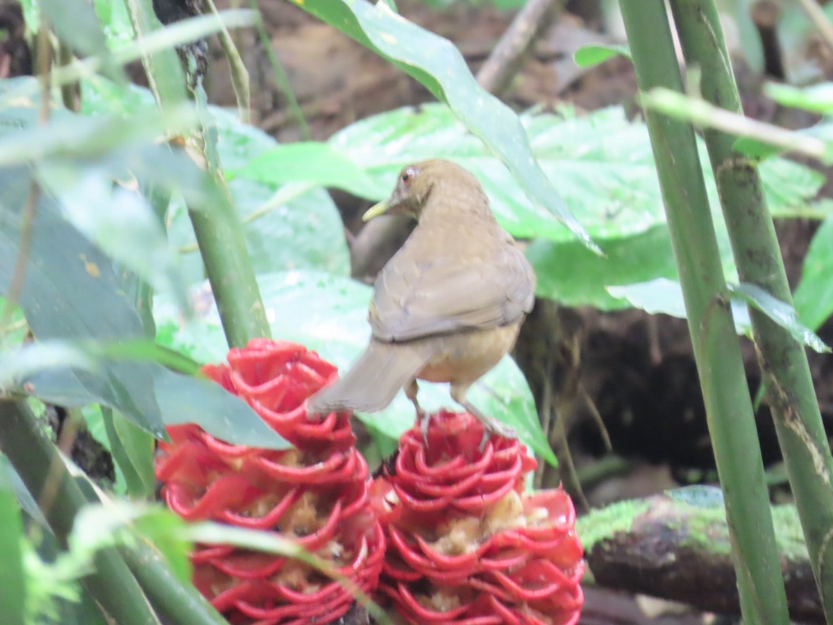 Merle fauve - ML647447353