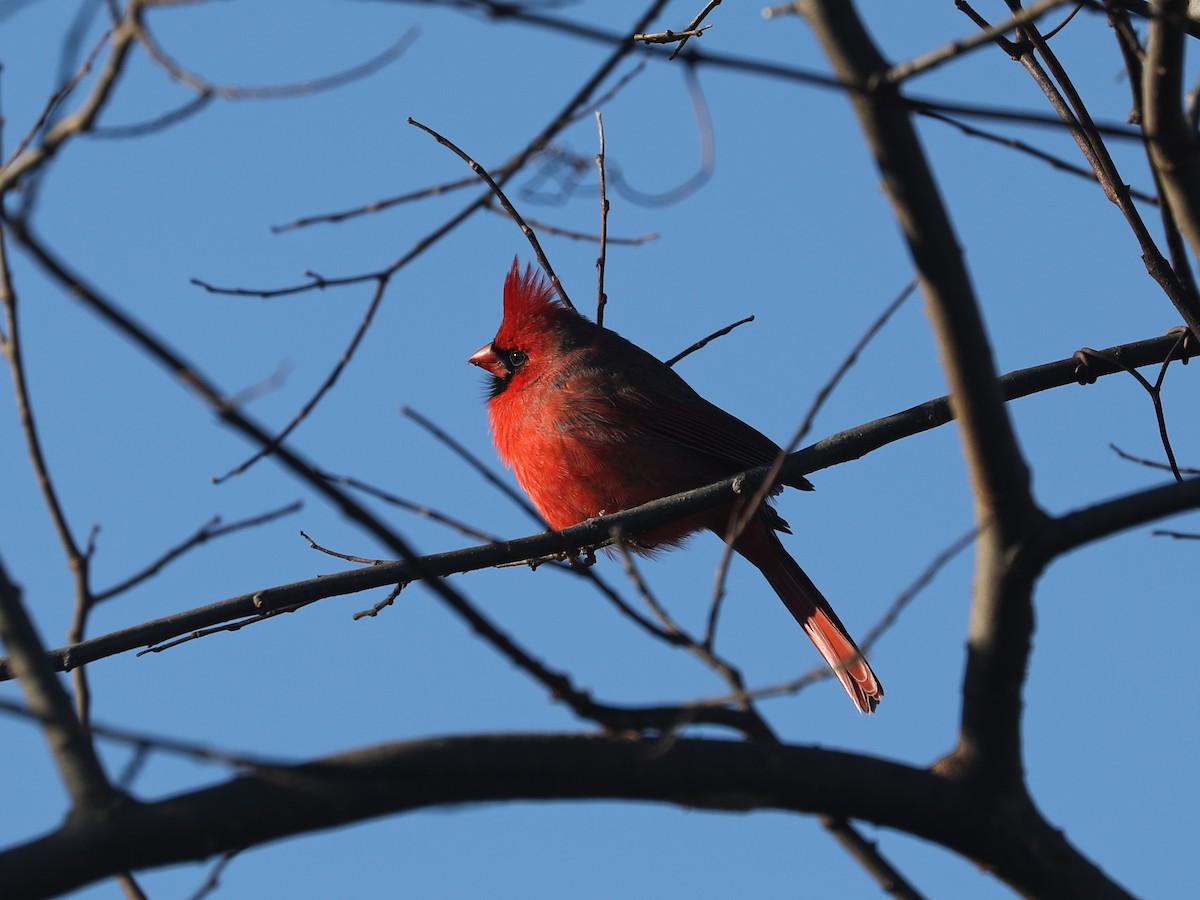 rødkardinal - ML647447356