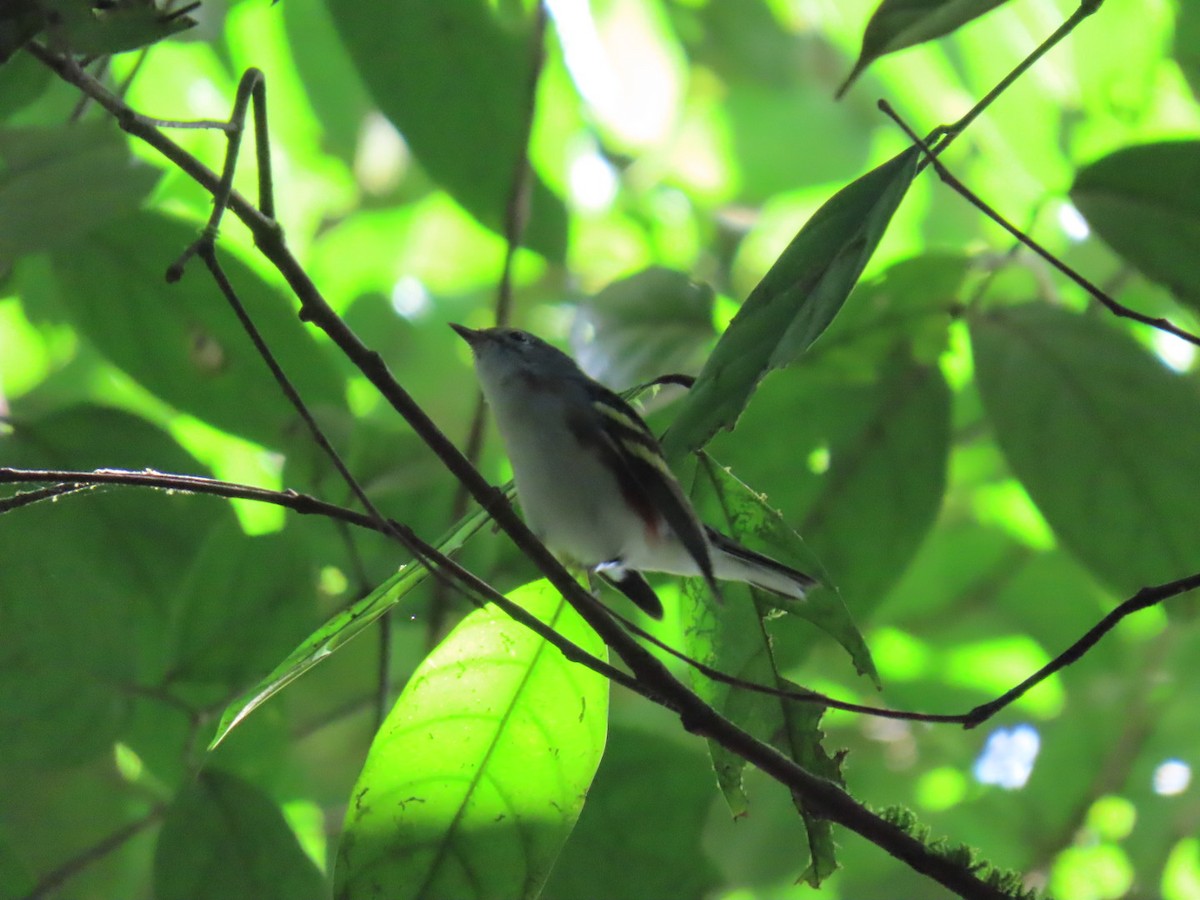 ワキチャアメリカムシクイ - ML647447368