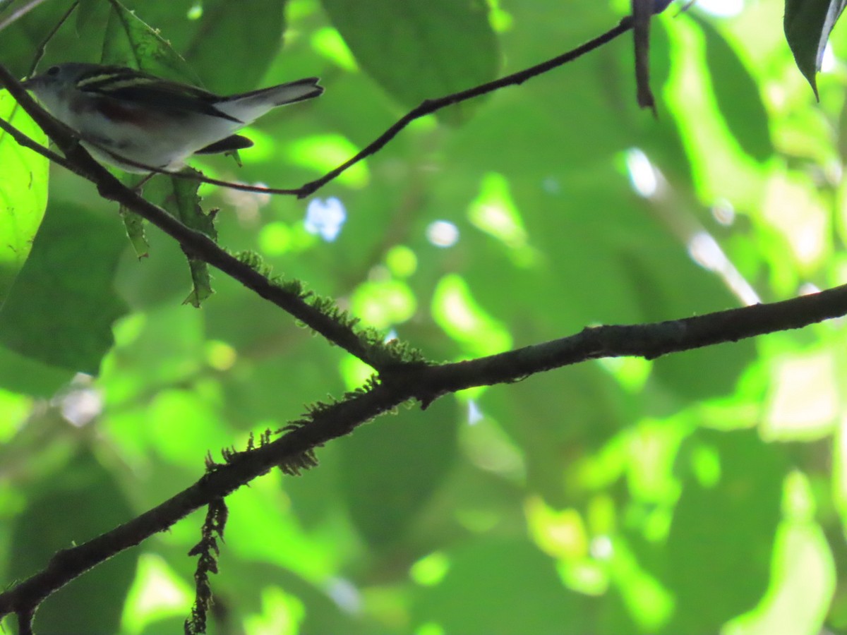 ワキチャアメリカムシクイ - ML647447369