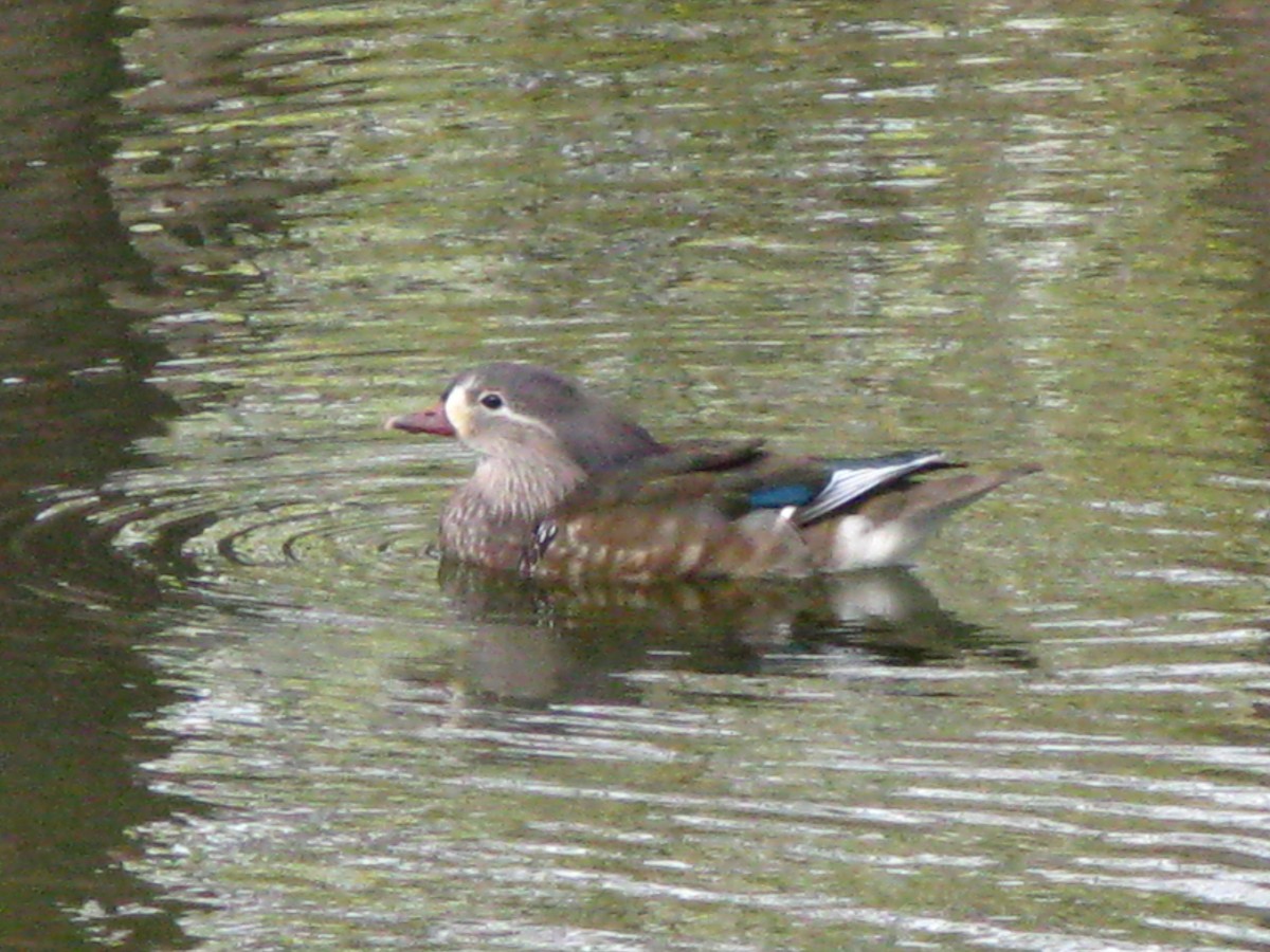 鴛鴦 - ML647447371