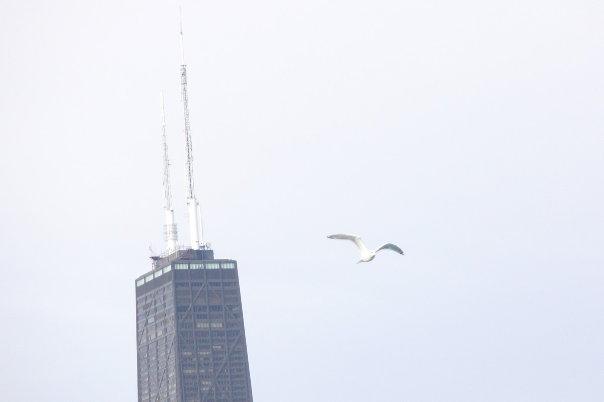 アイスランドカモメ - ML647447375