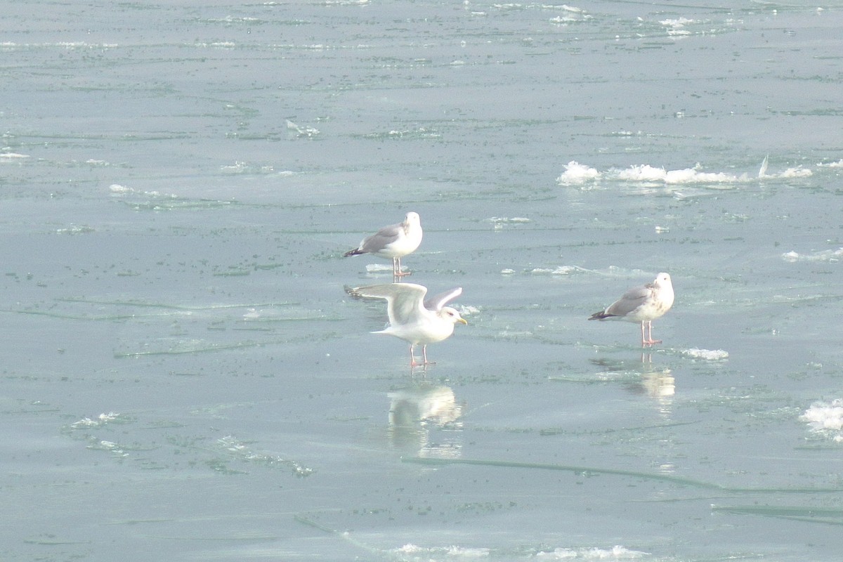 アイスランドカモメ - ML647447376