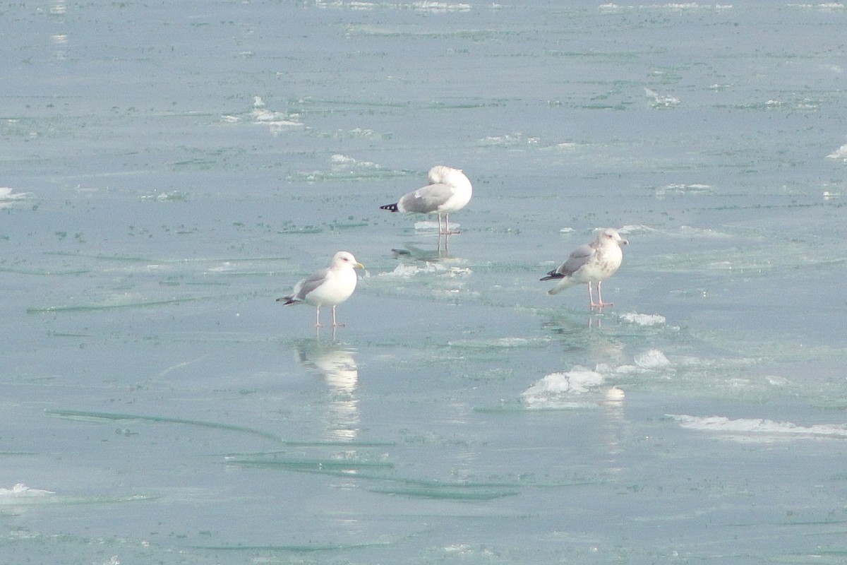 アイスランドカモメ - ML647447377