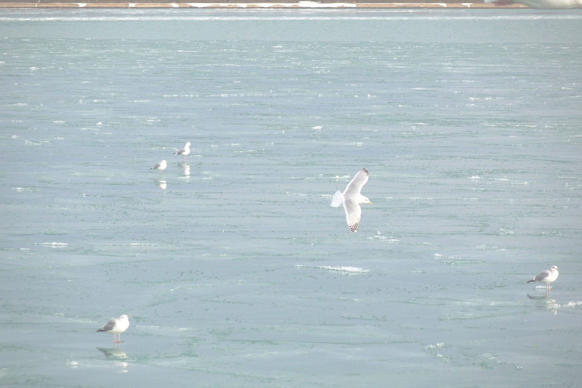 アイスランドカモメ - ML647447378