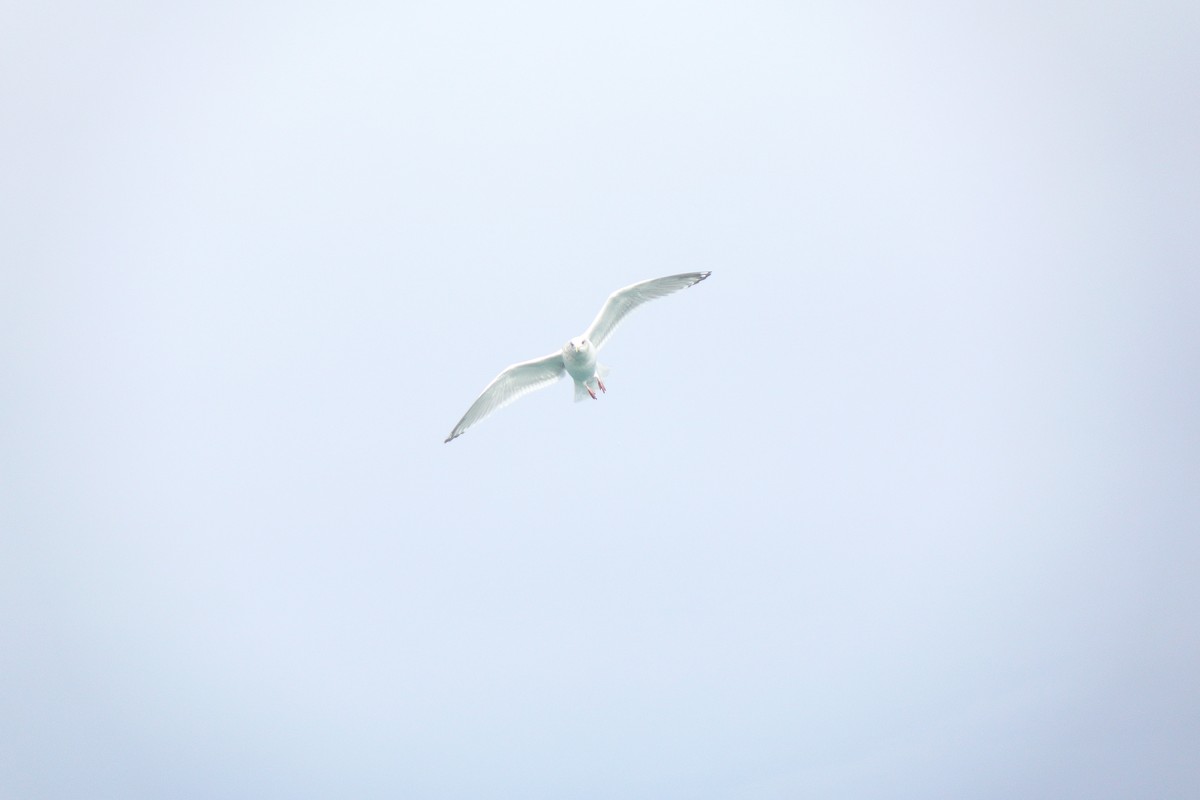 アイスランドカモメ - ML647447379