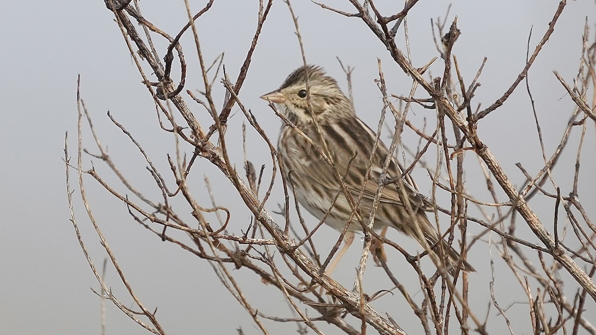 Savannah Sparrow - ML647447387