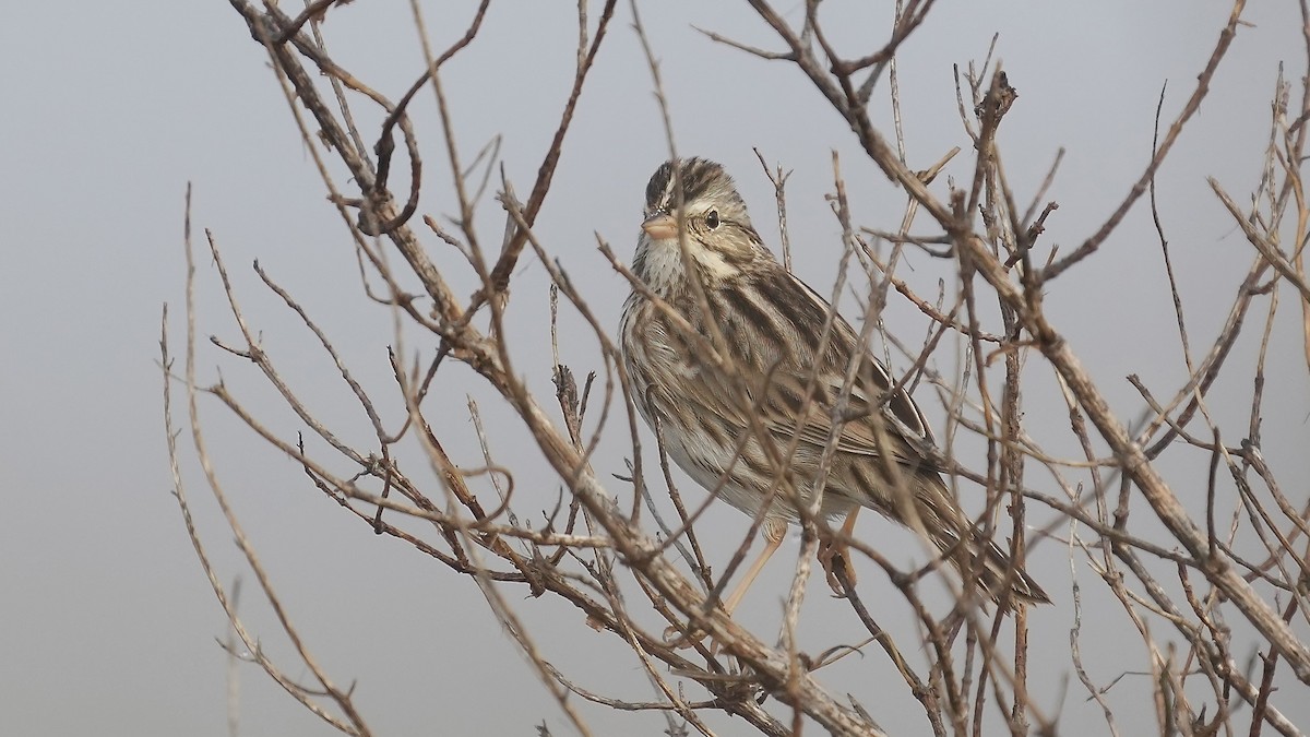 Savannah Sparrow - ML647447389