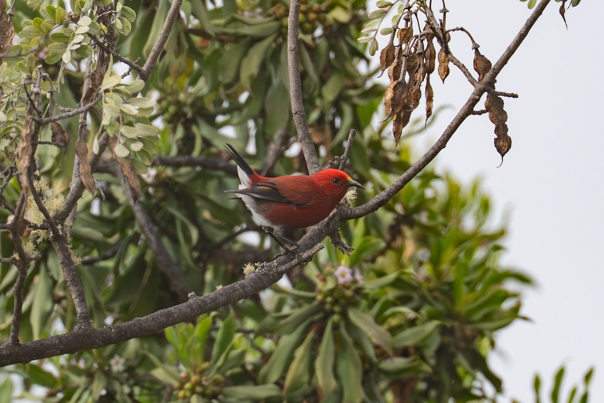 Малиновая апапане - ML647447390