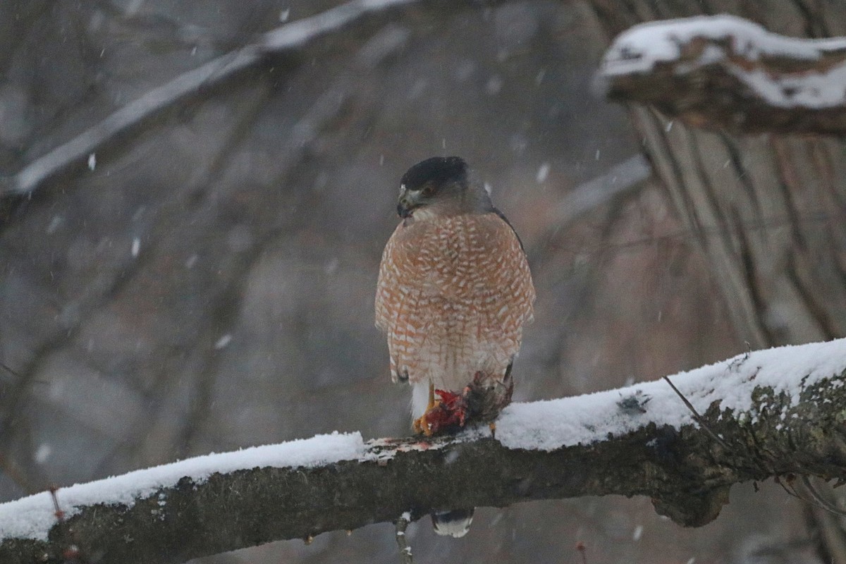 Cooper's Hawk - ML647447396