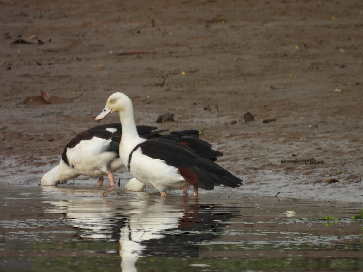Radjah Shelduck - ML647447403