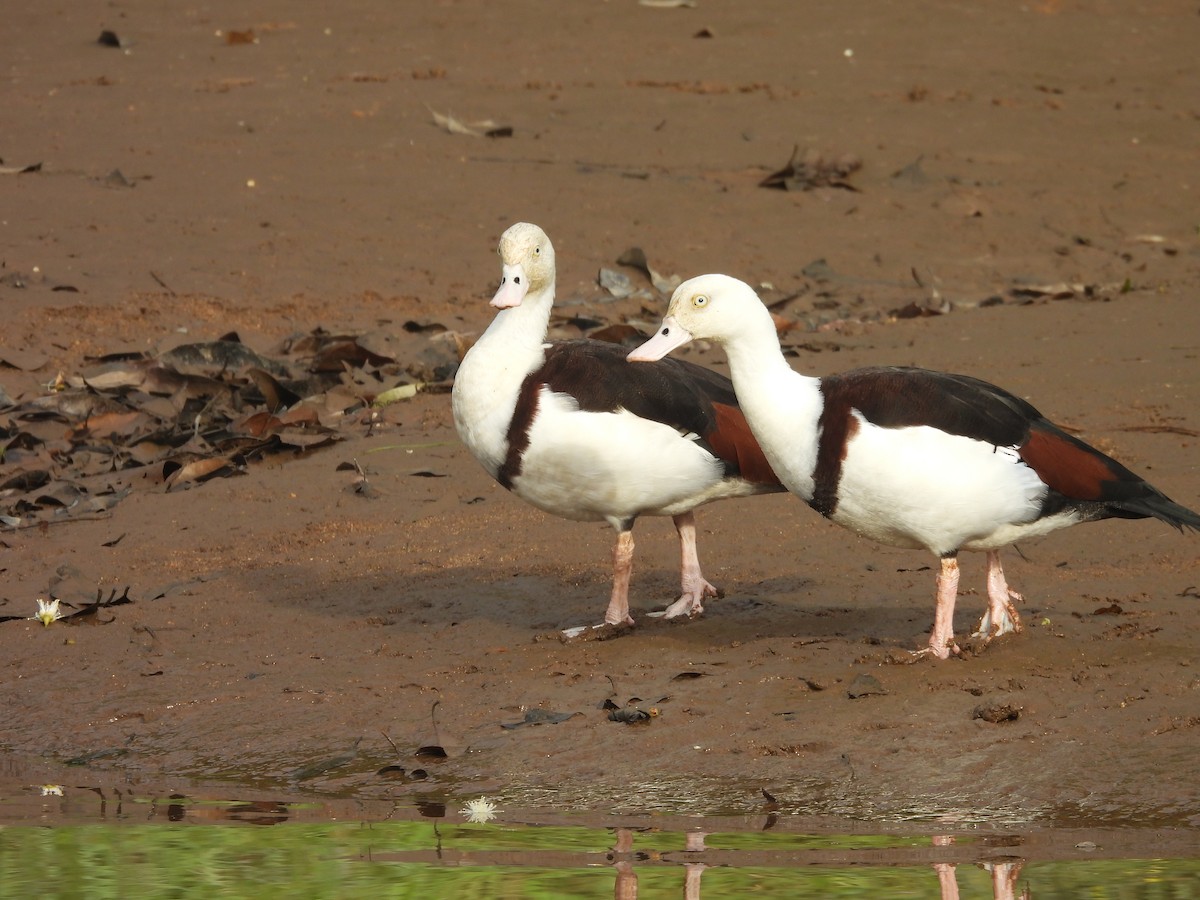 Radjah Shelduck - ML647447404