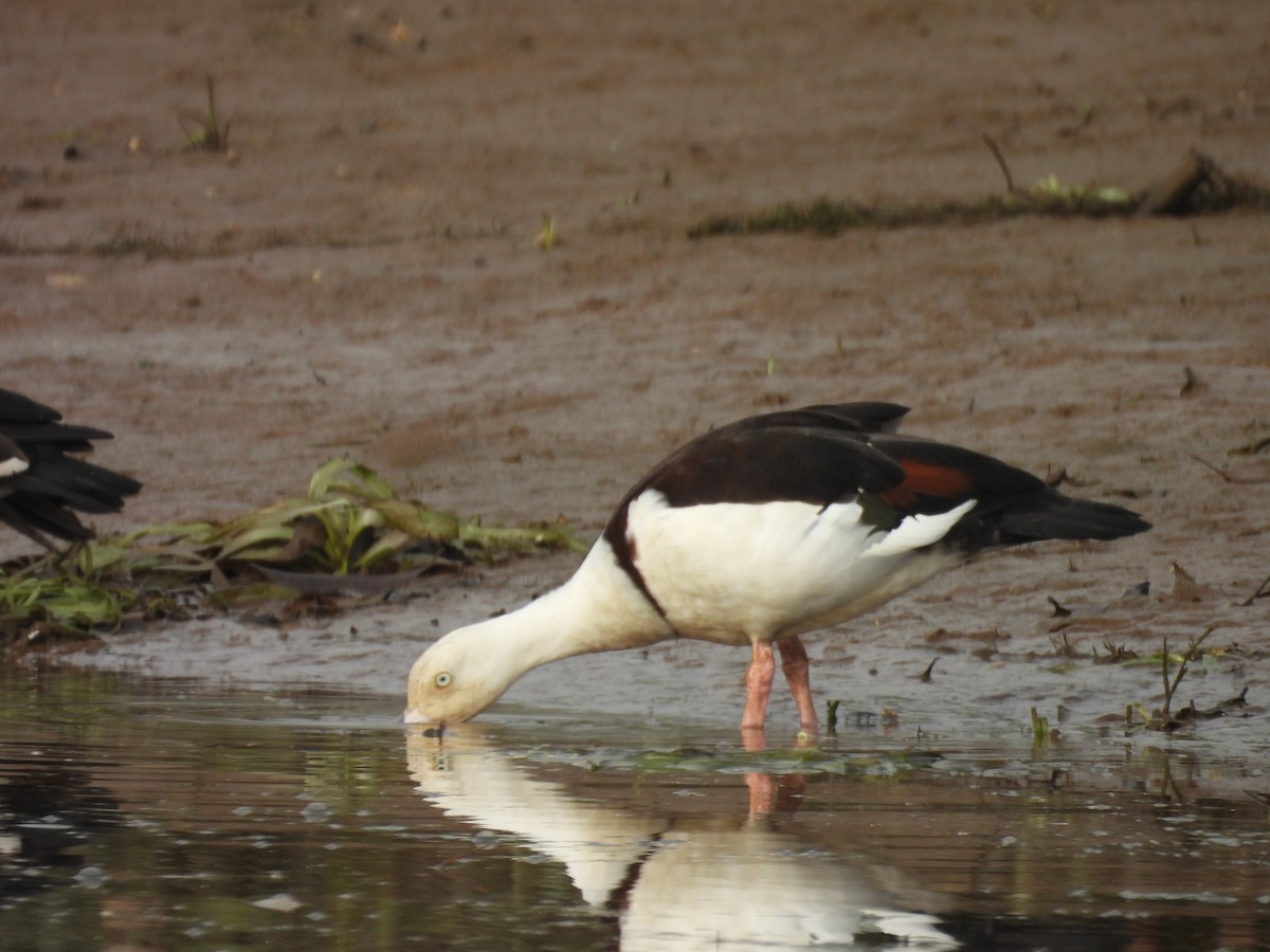 Radjah Shelduck - ML647447405