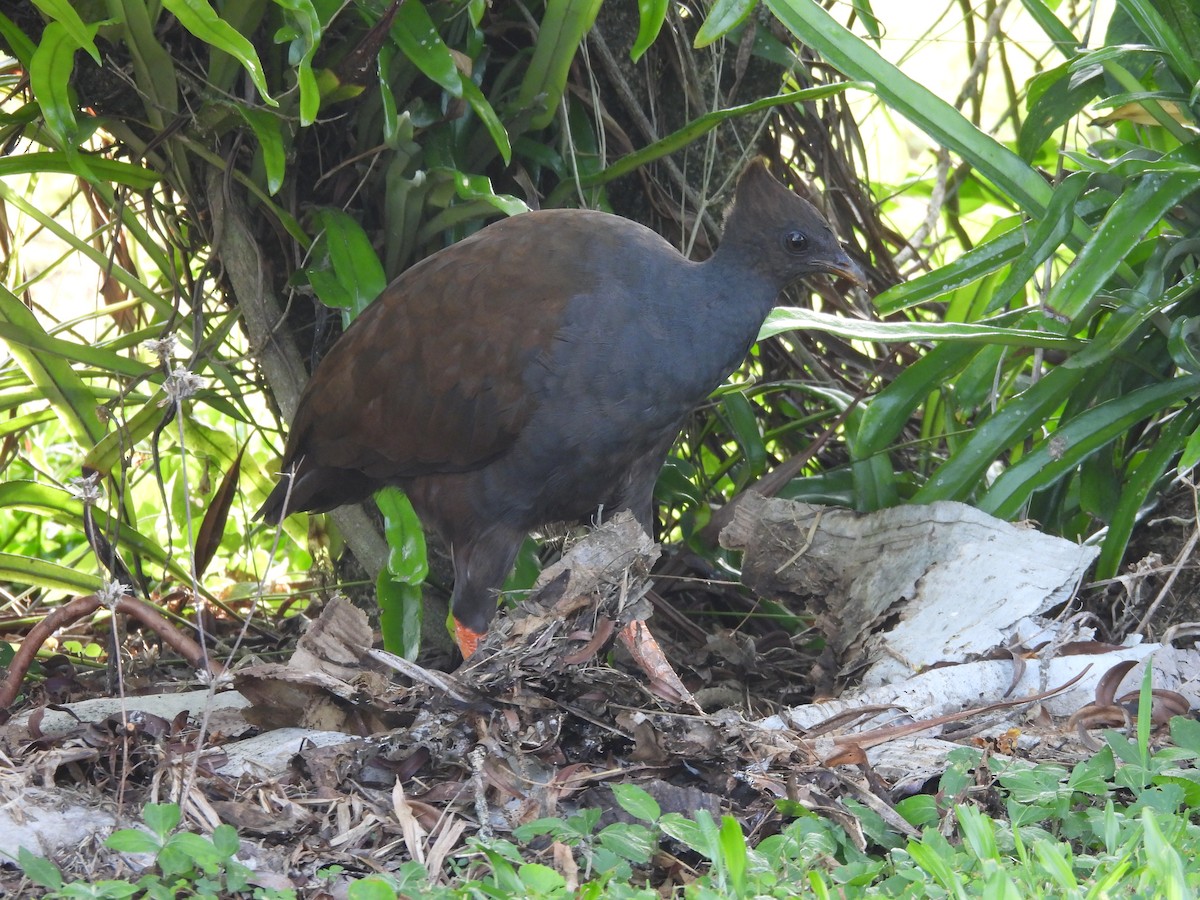 Orange-footed Megapode - ML647447416