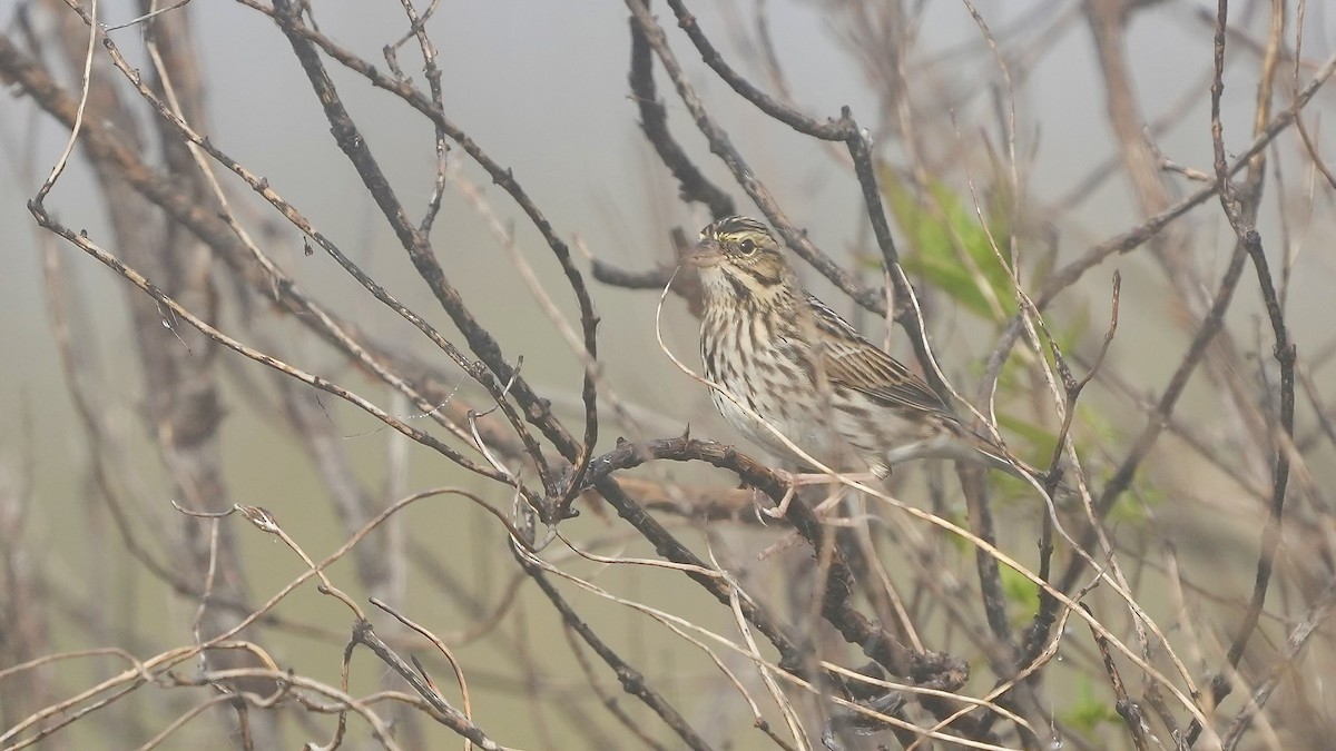 Savannah Sparrow - ML647447424