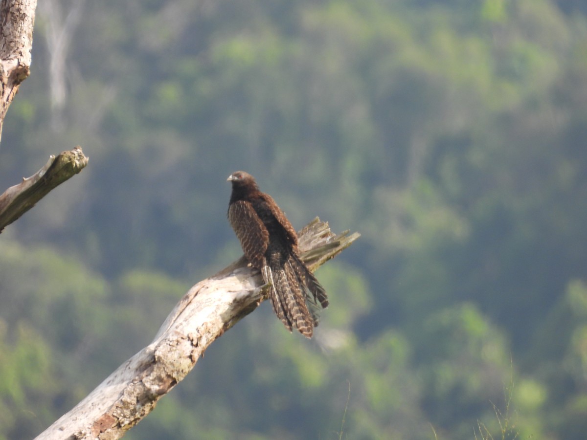 Pheasant Coucal - ML647447427