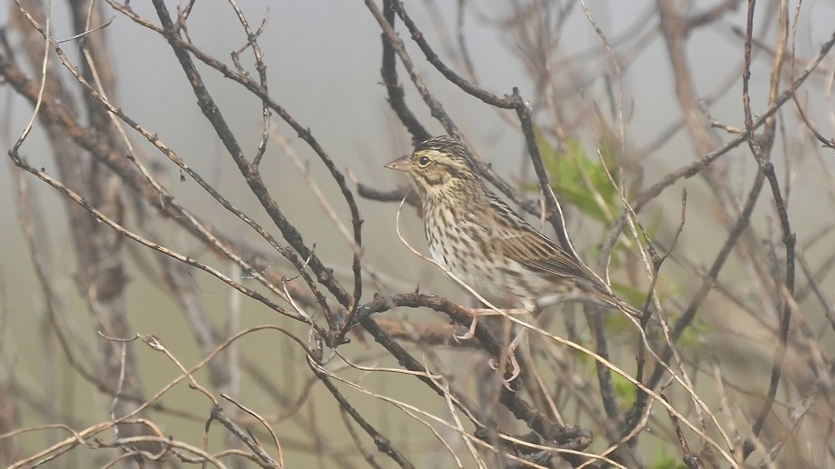 Savannah Sparrow - ML647447434