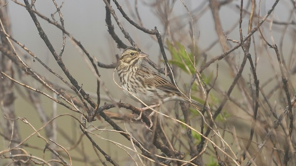 Savannah Sparrow - ML647447436