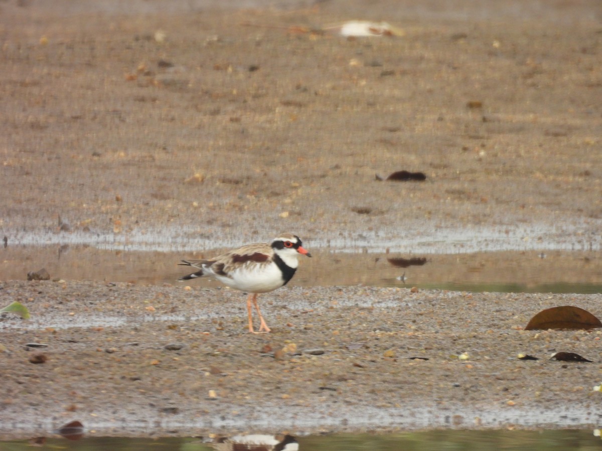 Black-fronted Dotterel - ML647447440