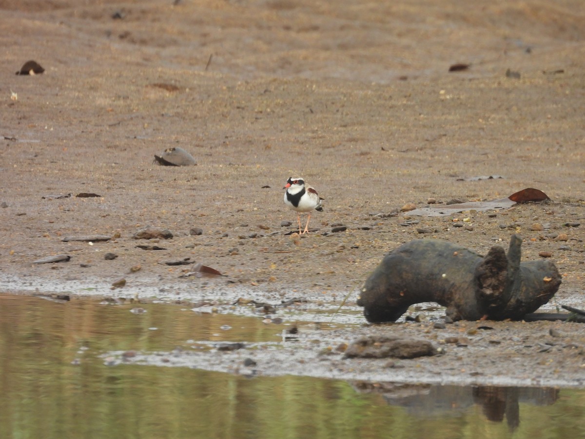 Black-fronted Dotterel - ML647447441