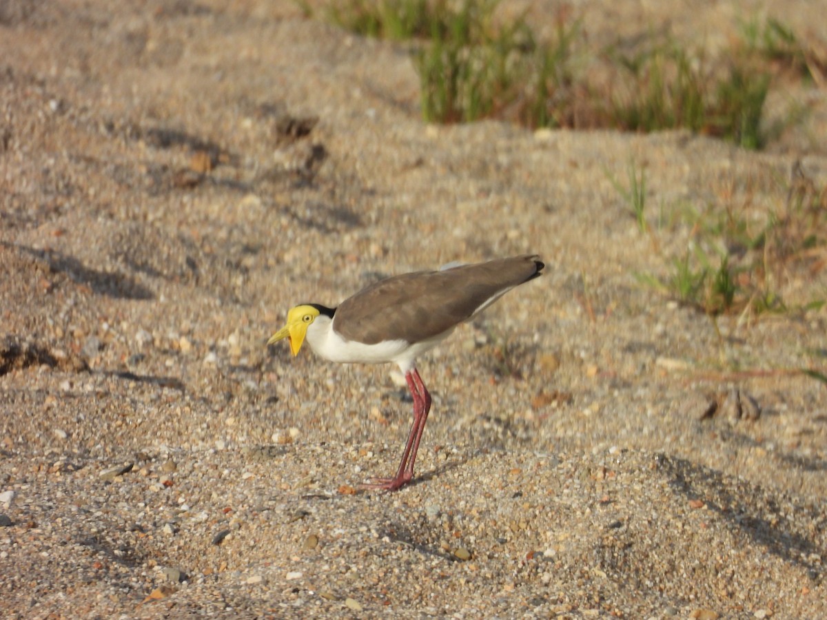 Masked Lapwing - ML647447445