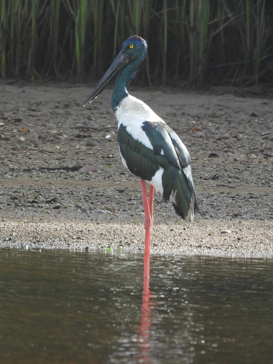 Black-necked Stork - ML647447464