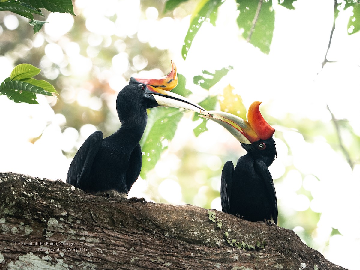 Rhinozeroshornvogel - ML647447471