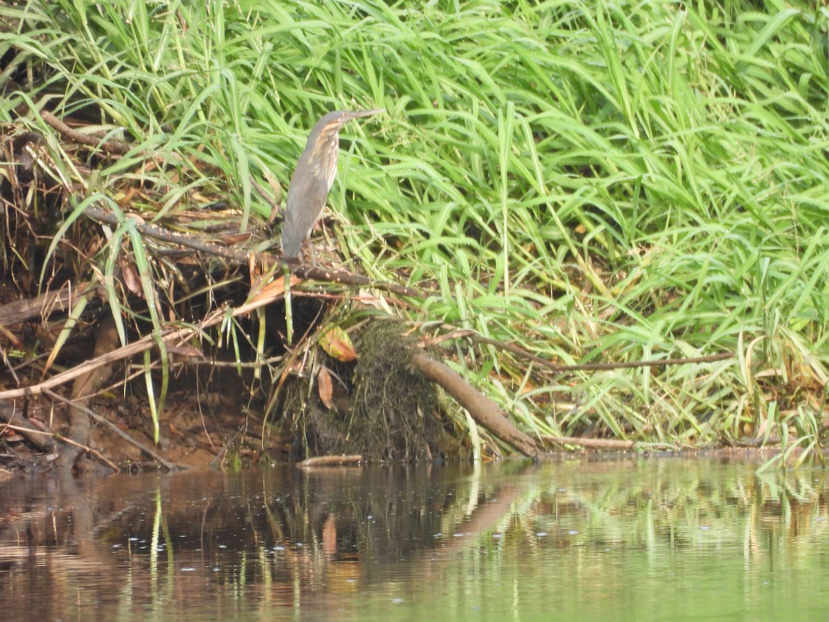 Black Bittern - ML647447472