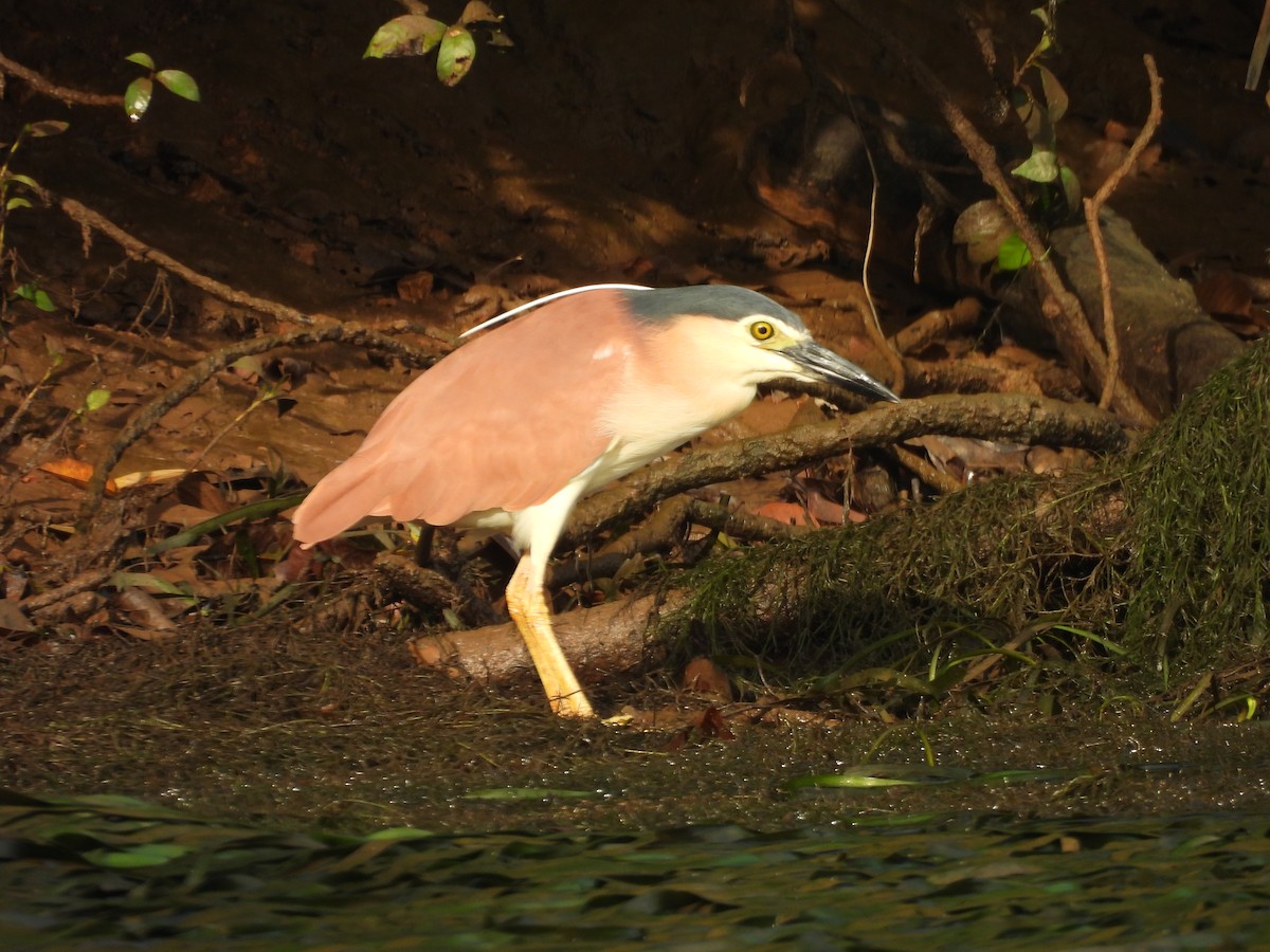 Nankeen Night Heron - ML647447482