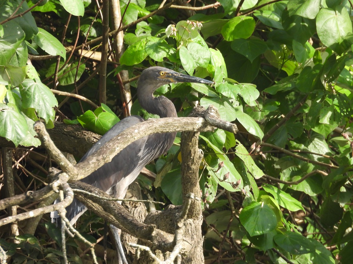 Great-billed Heron - ML647447485