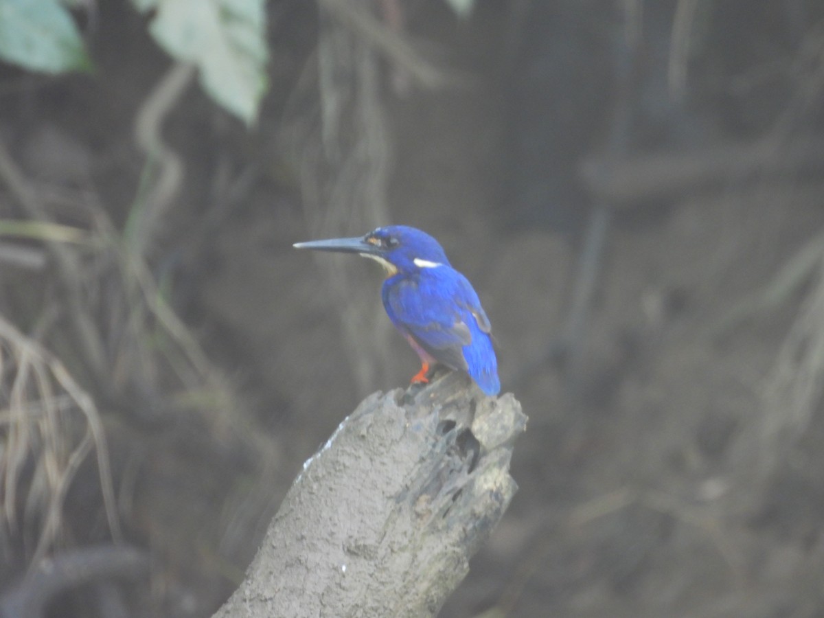 Azure Kingfisher - ML647447491